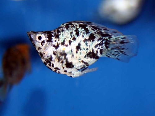 Poec.sphenops   Ballonmolly goud M